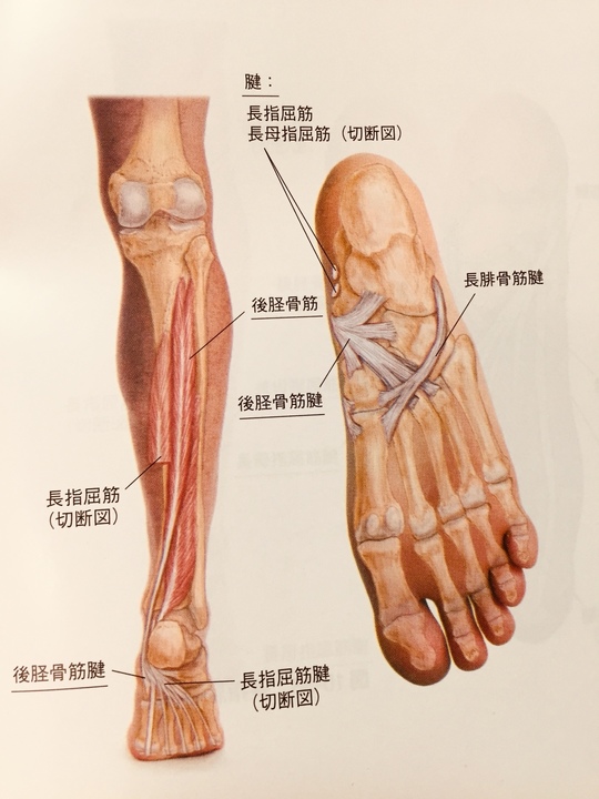 足裏の痛み 足底腱膜炎 足底筋膜炎 千葉市稲毛区の整体なら氣仙長生治療院 肩こり 腰痛 ひざ痛
